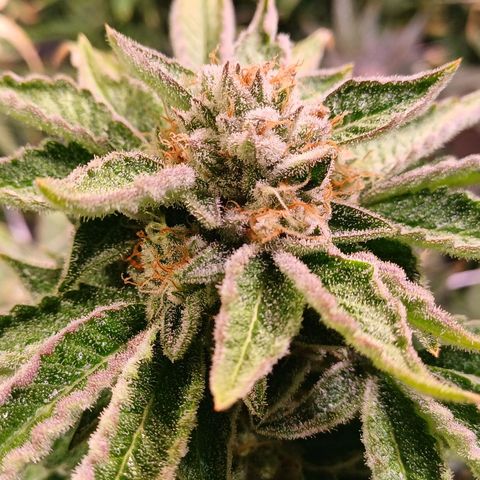 Mimosa x orange punch  growlog timeline photo