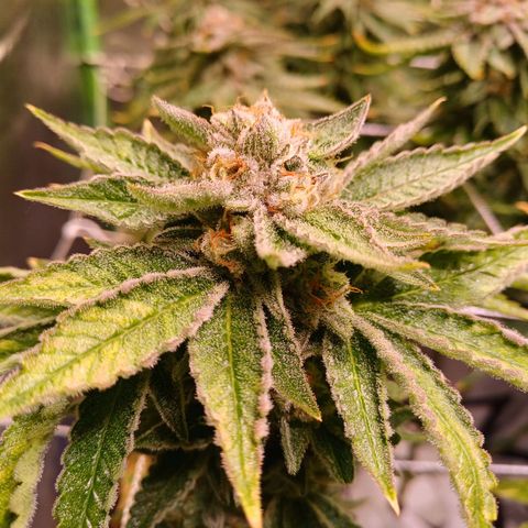 Mimosa x orange punch  growlog timeline photo