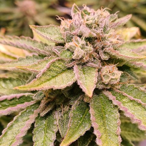 Mimosa x orange punch  growlog timeline photo