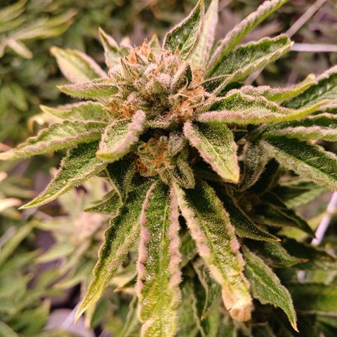 Mimosa x orange punch  growlog timeline photo