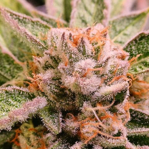 Mimosa x orange punch  growlog timeline photo