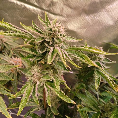 Peyote cookies  growlog timeline photo