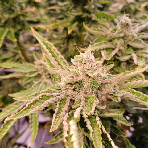 Peyote cookies  growlog timeline photo