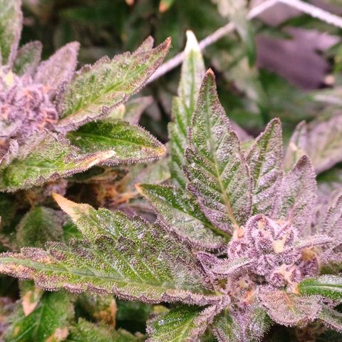 Peyote cookies  growlog timeline photo