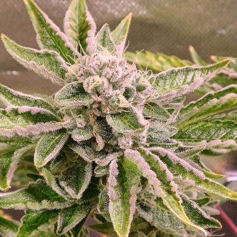 Peyote cookies  growlog timeline photo
