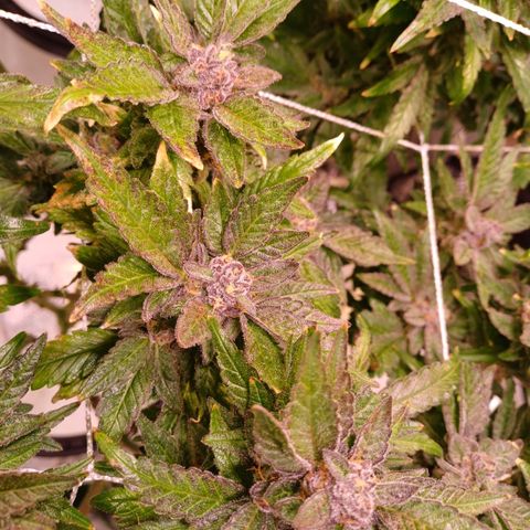 Peyote cookies  growlog timeline photo