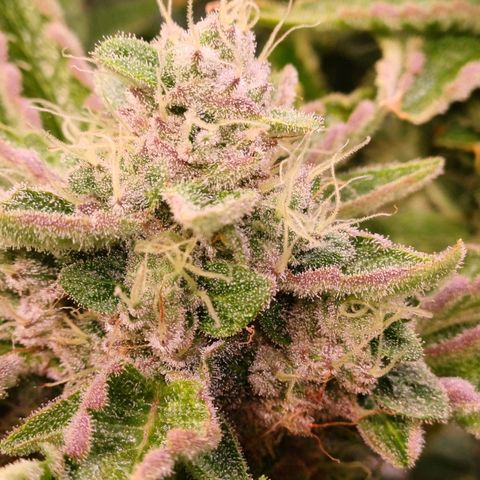 Peyote cookies  growlog timeline photo
