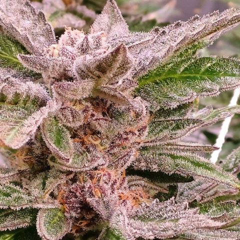 Peyote cookies  growlog timeline photo