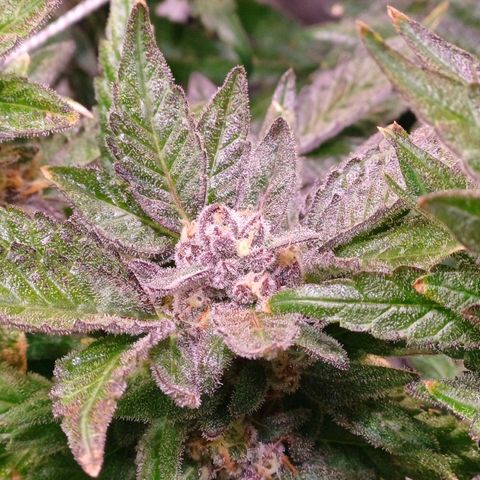 Peyote cookies  growlog timeline photo