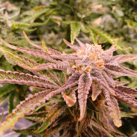 Purple Punch growlog timeline photo