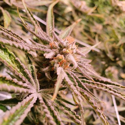 Purple Punch growlog timeline photo