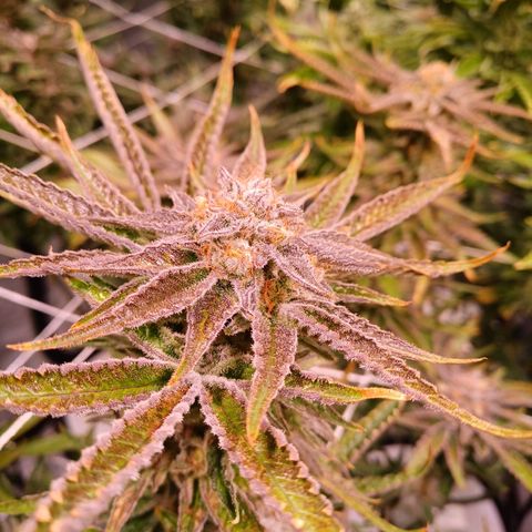 Purple Punch growlog timeline photo