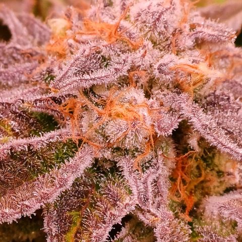 Purple Punch growlog timeline photo