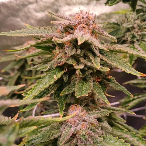 Pineapple chunk  growlog timeline photo