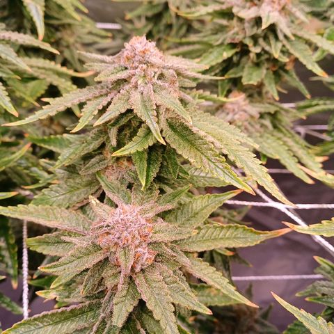 Pineapple chunk  growlog timeline photo