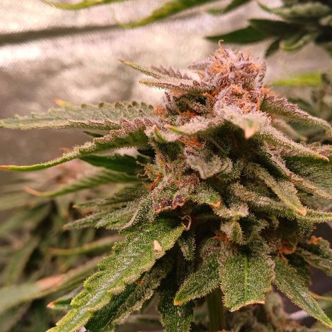 Pineapple chunk  growlog timeline photo
