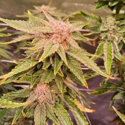 Pineapple chunk  growlog timeline photo