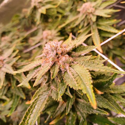 Pineapple chunk  growlog timeline photo