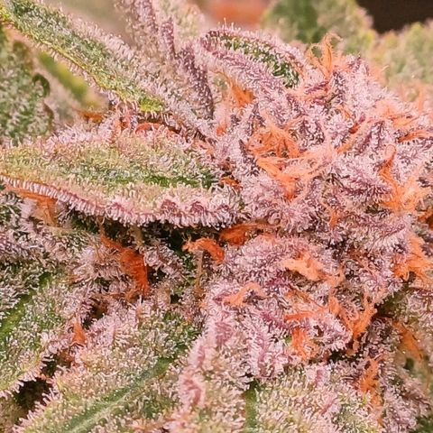 Pineapple chunk  growlog timeline photo