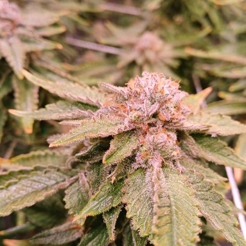 Pineapple chunk  growlog timeline photo