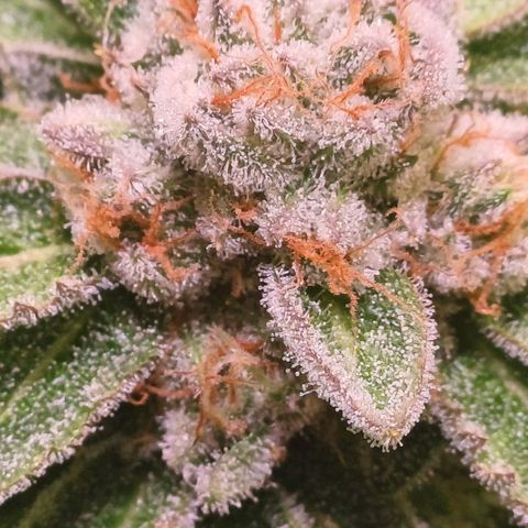 Mimosa x orange punch  growlog timeline photo