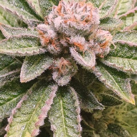 Mimosa x orange punch  growlog timeline photo