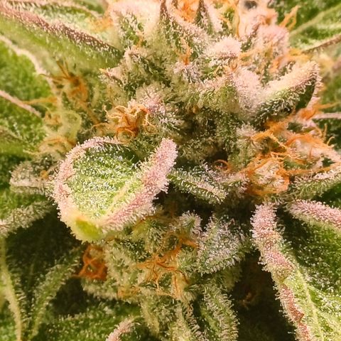 Mimosa x orange punch  growlog timeline photo