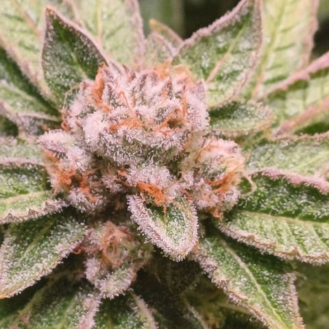 Mimosa x orange punch  growlog timeline photo