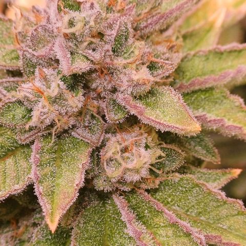 Mimosa x orange punch  growlog timeline photo