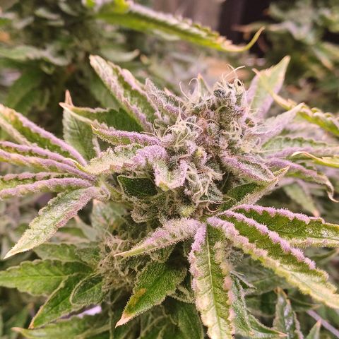 Peyote cookies  growlog timeline photo