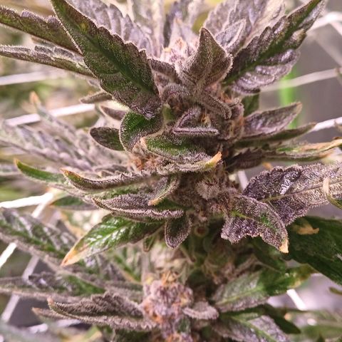 Peyote cookies  growlog timeline photo