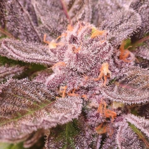 Peyote cookies  growlog timeline photo
