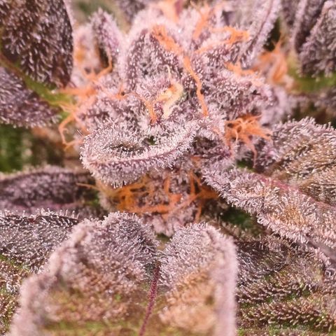 Peyote cookies  growlog timeline photo