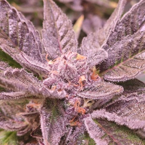 Peyote cookies  growlog timeline photo