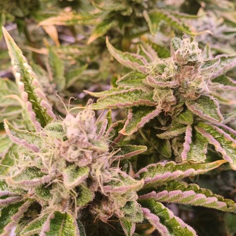 Peyote cookies  growlog timeline photo