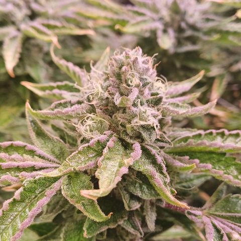 Peyote cookies  growlog timeline photo