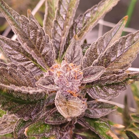 Peyote cookies  growlog timeline photo