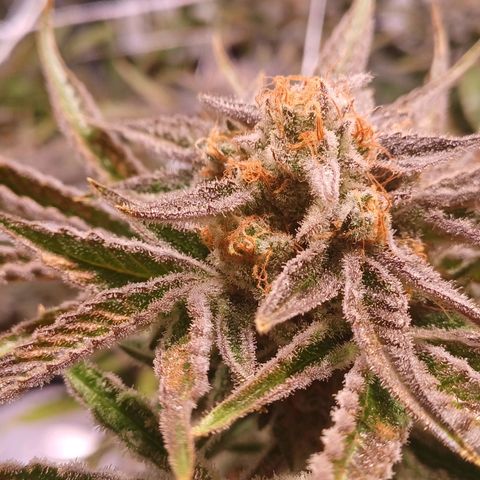 Purple Punch growlog timeline photo