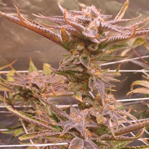 Purple Punch growlog timeline photo