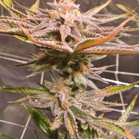 Purple Punch growlog timeline photo