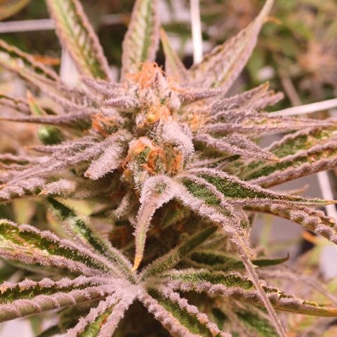 Purple Punch growlog timeline photo