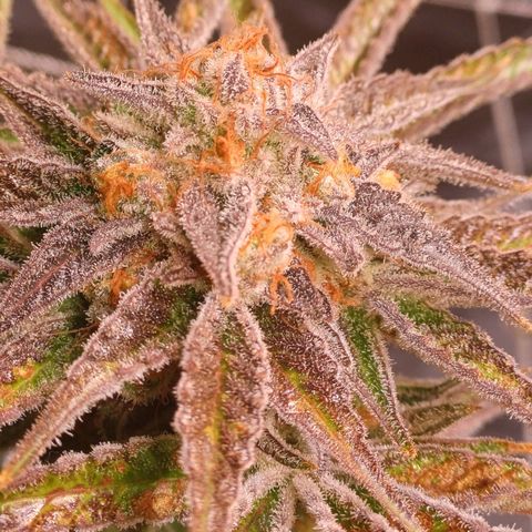 Purple Punch growlog timeline photo