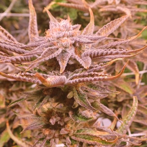 Purple Punch growlog timeline photo