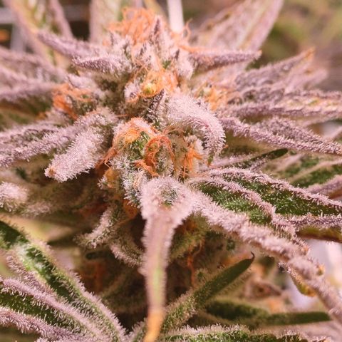 Purple Punch growlog timeline photo