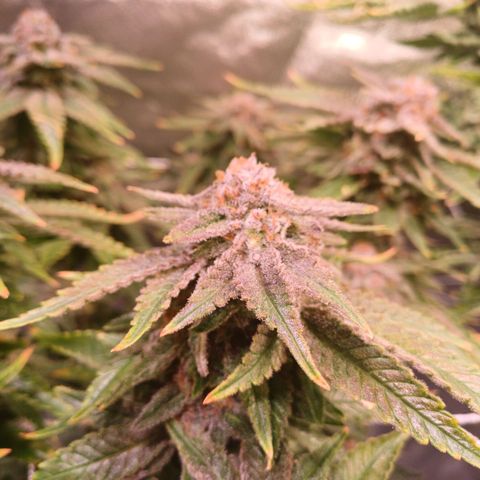 Pineapple chunk  growlog timeline photo