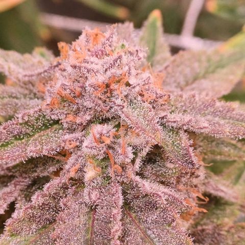 Pineapple chunk  growlog timeline photo