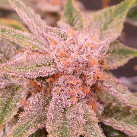 Pineapple chunk  growlog timeline photo