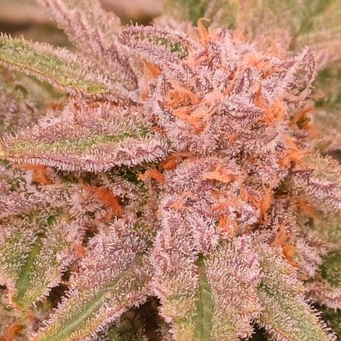 Pineapple chunk  growlog timeline photo