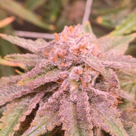 Pineapple chunk  growlog timeline photo
