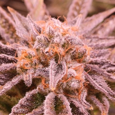 Purple Punch growlog timeline photo